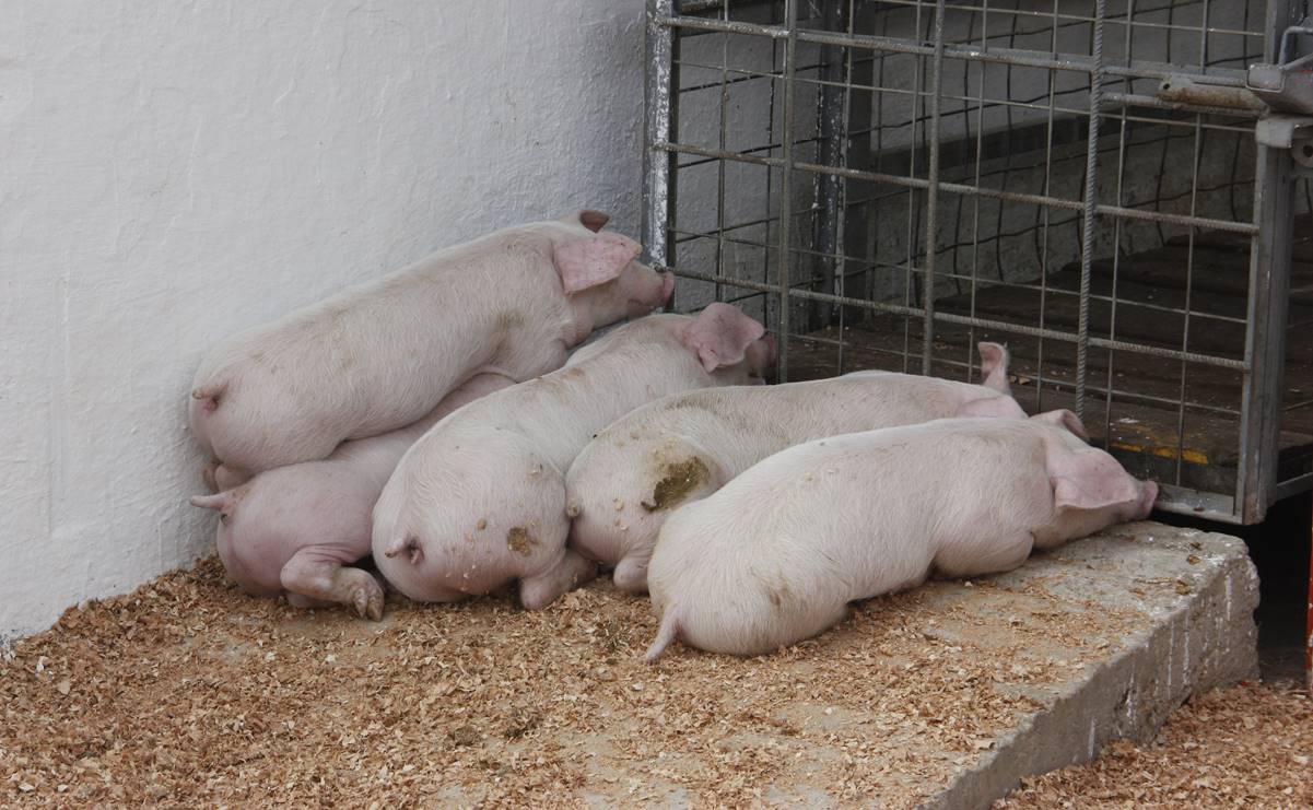 Detectan casos de peste porcina africana en República Dominicana