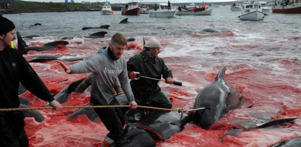Matanza de casi 1.500 delfines en las islas Feroe causa indignación