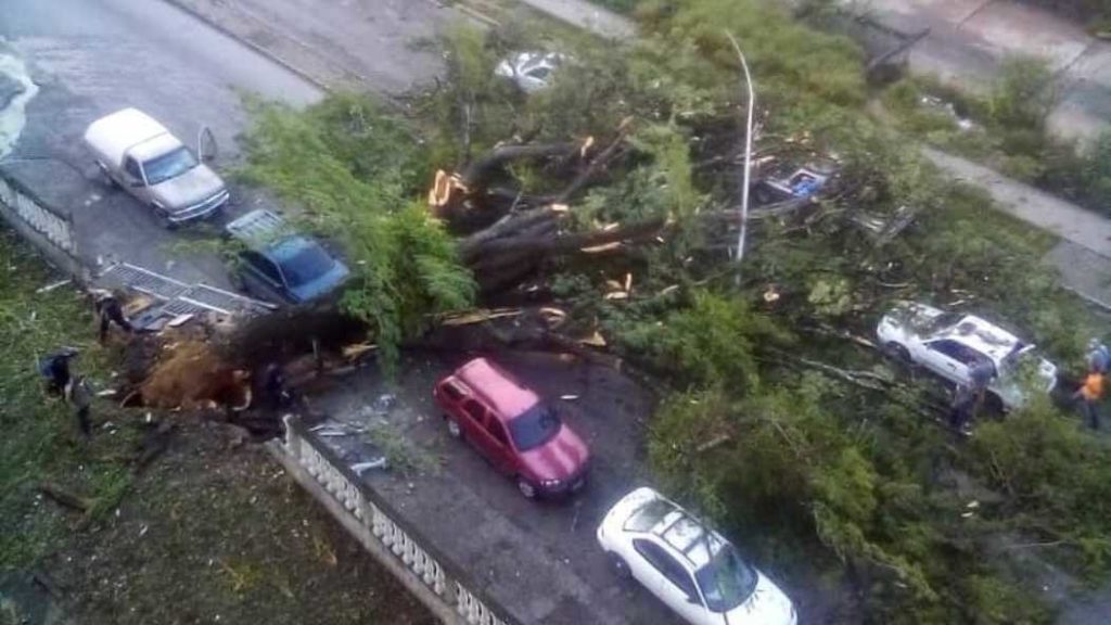 Desplome de árbol en Guarenas dejó un muerto este #28Oct