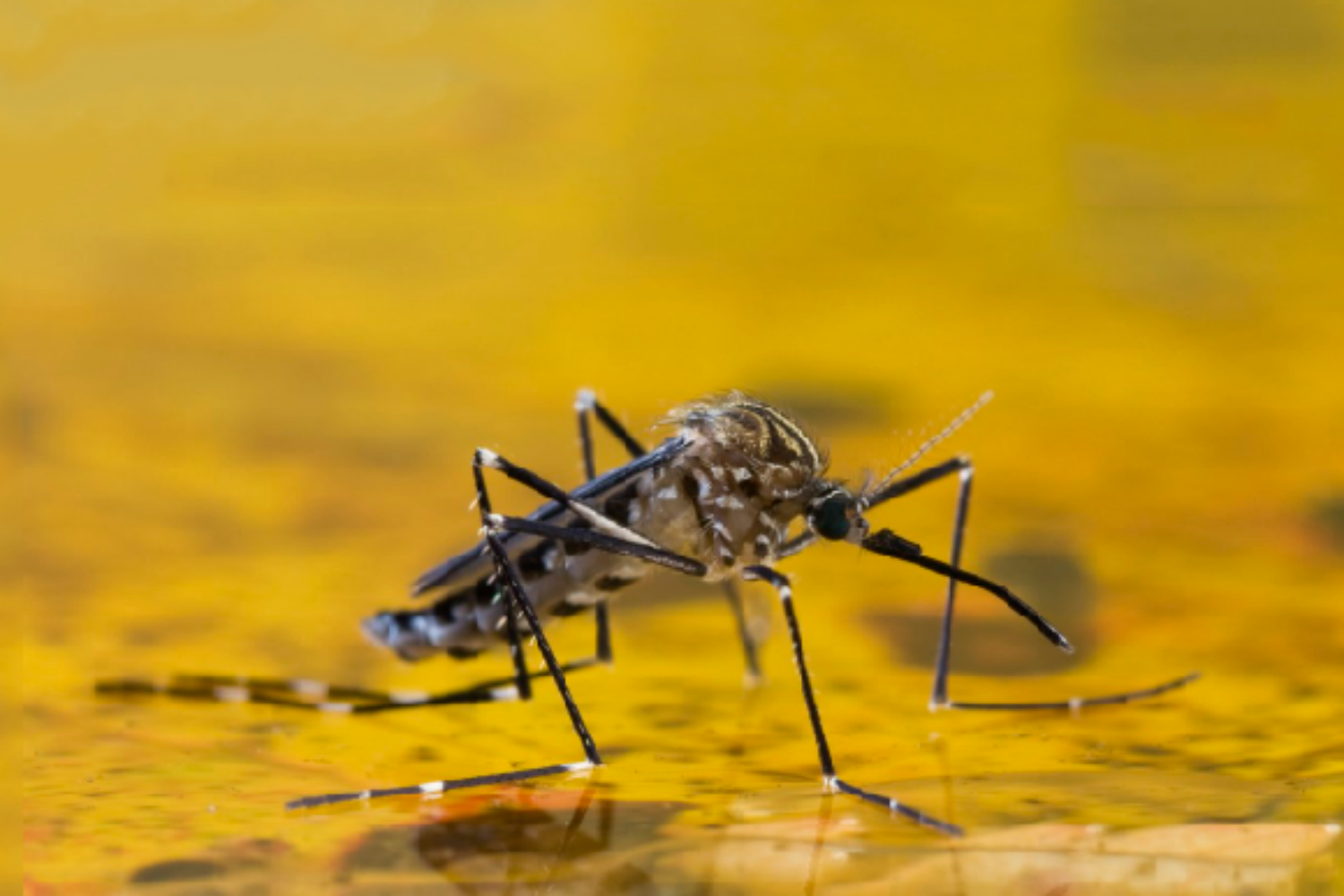 Médicos Unidos confirma 10 casos de fiebre amarilla en Monagas y Anzoátegui