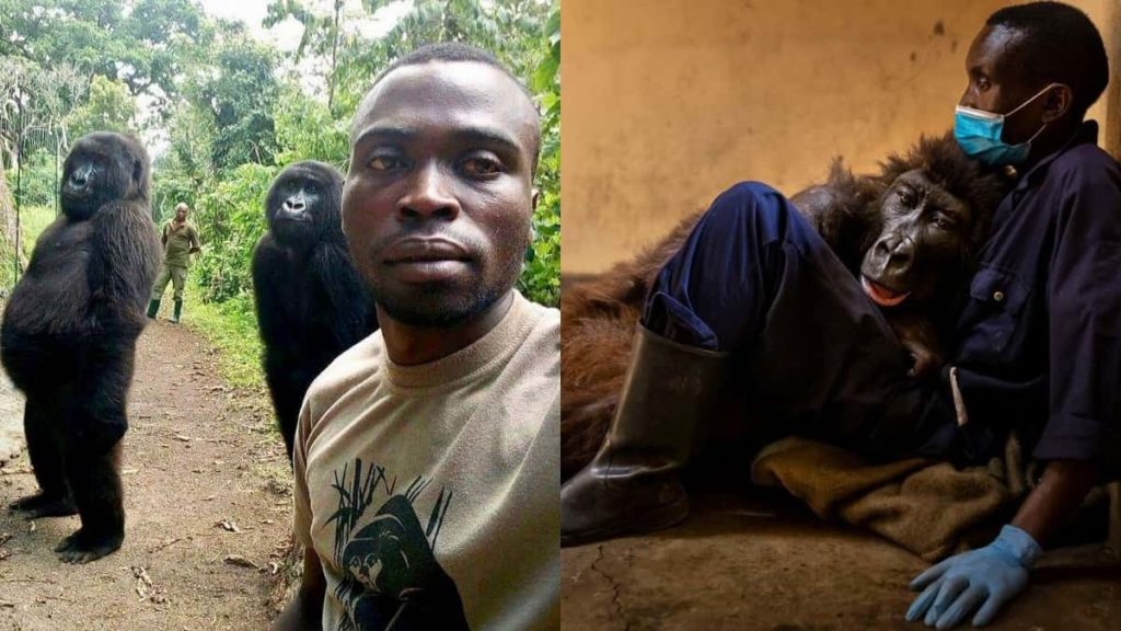 Famosa gorila murió a los 14 años en los brazos de su cuidador