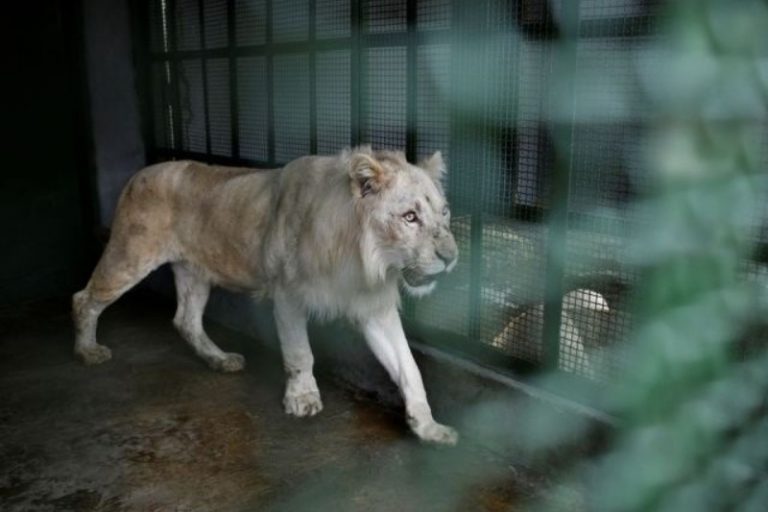 Difunden las primeras imágenes de cuatro leones blancos que el gobierno  trajo desde África (+Video) - Porlavisión
