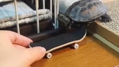 Una tortuga se hizo viral en las redes sociales