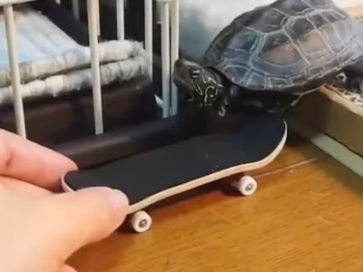 Una tortuga se hizo viral en las redes sociales